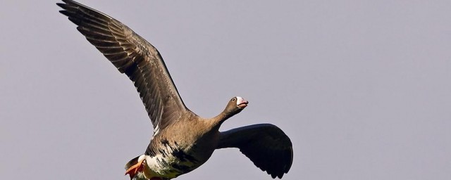 绝妙的程度解释(绝妙的程度是什么)