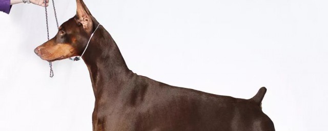 新手养杜宾需要注意什么(杜宾饲养注意事项)