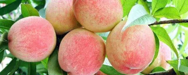 水蜜桃能不能放冰箱(水蜜桃能不能放冰箱里)