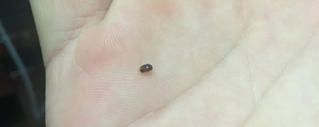 怎么根除烟草甲(烟草甲怎么能彻底消灭)