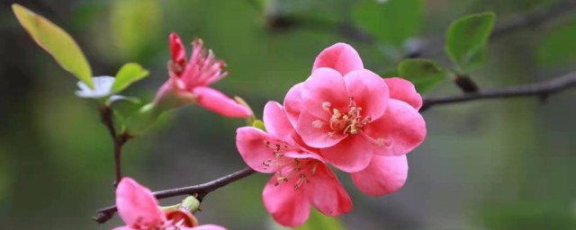 有关愿字开头的句子文艺(愿你开头的文艺短句)