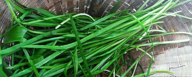 贴三伏贴可不可以吃韭菜(贴三伏贴期间能吃鸡蛋吗)