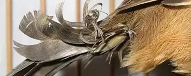 羽虱传染吗(羽虱会寄生在人身上吗)