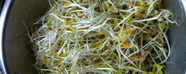 怎么在家发豆芽(如何在家发豆芽)