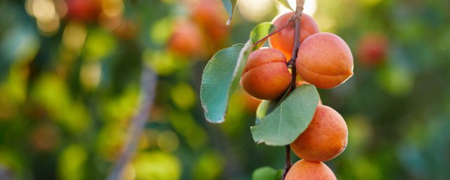 杏子的功效与作用及禁忌有哪些(杏子有什么作用?)