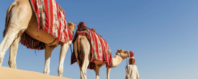 骆驼公主介绍(骆驼王子内容简介)