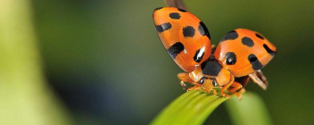 如何饲养瓢虫(养瓢虫需要注意什么)