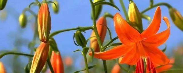 不同的食用百合品种开出的花朵是不一样的(食用的百合开花什么样的)