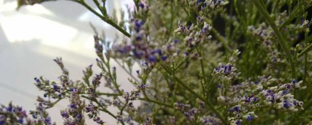 关于情人草的花语及寓意(情人花的花语及寓意)