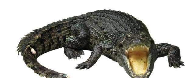 做梦梦到鳄鱼含义(梦见鳄鱼是什么意思)