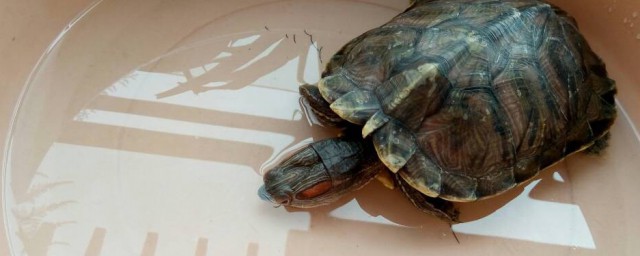 乌龟能不能一直泡在水里(乌龟不能一直泡在水里吗)