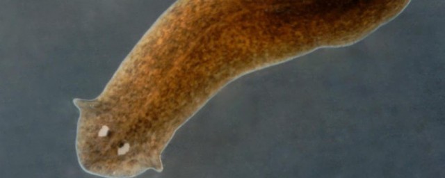 涡虫简单介绍(涡虫由什么组成)