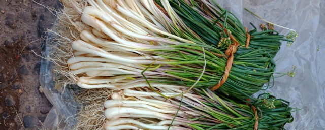 荞头介绍(荞头的种类)