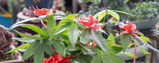 招财树不能摆在哪里(招财树放在门口好吗)