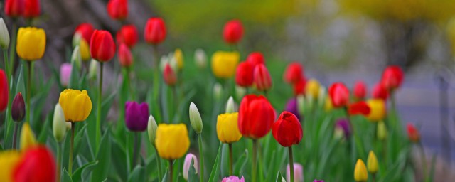 康乃馨花语和寓意分别是什么(康乃馨花语和寓意和象征)