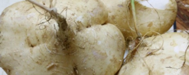 沙葛有什么禁忌(沙葛有什么作用)