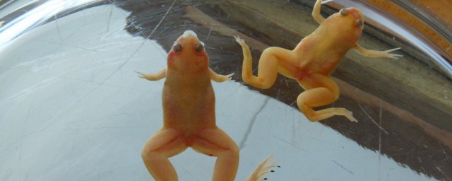 家里养金蛙禁忌有哪些(家里养金蟾蛙好不好)