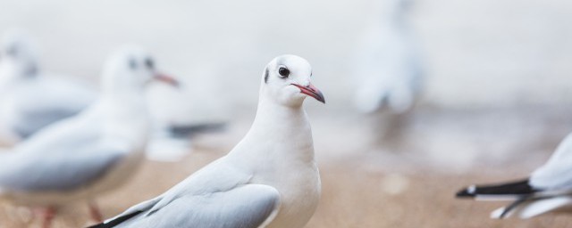 夏天信鸽需注意什么呢(信鸽夏天能不能出小鸽)
