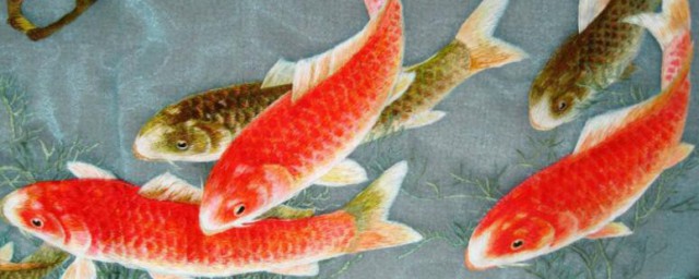 鲤鱼的寓意和象征是什么(鲤鱼象征着什么意义)