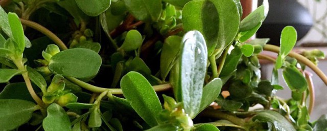 马齿苋敷脸能不能治过敏发红(马齿苋能治脸上过敏吗?)