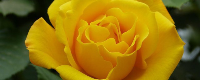 黄玫瑰花语(黄玫瑰花语是什么意思它的含义是什么)