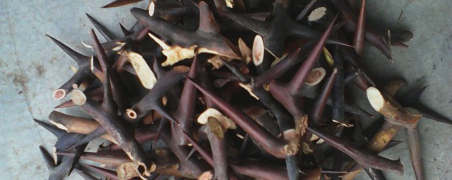 皂角刺能不能长期煮水喝(皂角刺可以直接泡水喝吗)