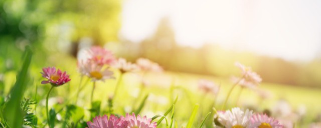 春天表示什么(春天表示什么意思,和象征的颜色)