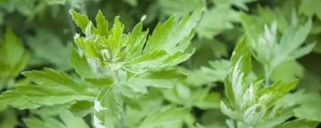 艾叶水洗头功效与作用是什么(用艾叶水洗头有什么作用)