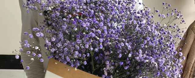 关于满天星文艺句子(关于满天星的唯美句子有哪些)