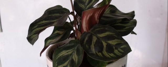 竹芋的禁忌人群有什么(竹芋的功效与作用禁忌)