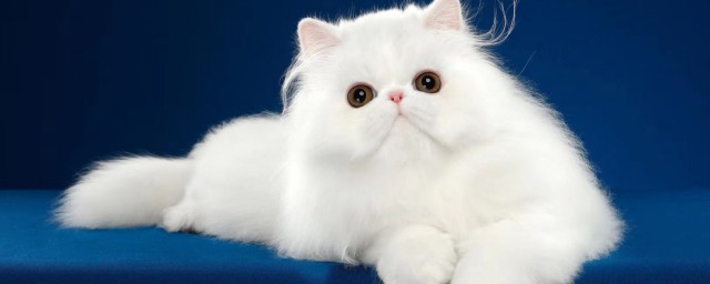 养加菲猫禁忌有哪些(养加菲猫的坏处)