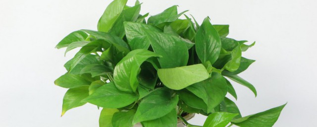 家里能不能养绿萝(家里能不能养绿萝花)