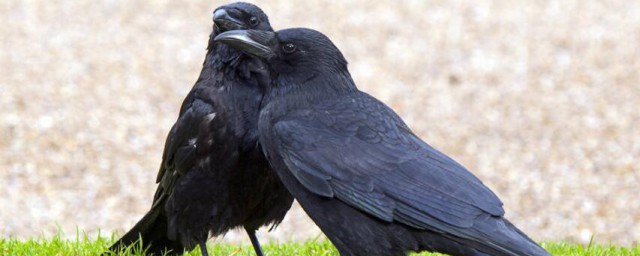 乌鸦像写字台的原因(知道为什么乌鸦像写字台嘛)