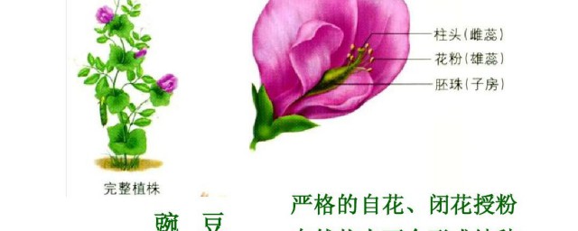 闭花授粉是什么(闭花授粉和开花授粉)