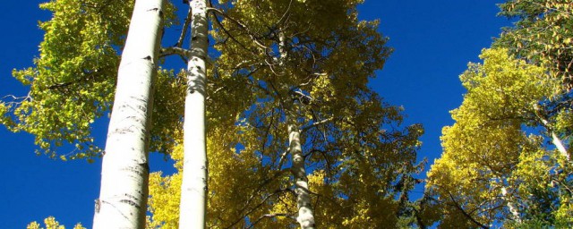 白杨树有什么精神(白杨树简介与他的精神)