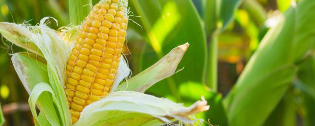 玉米须桑叶茶饮用最佳时间(玉米须桑叶茶有效果吗)