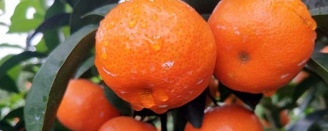 怎样储存沙糖桔(怎样保存砂糖桔窍门)