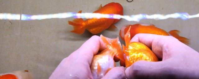 金鱼产卵后处理方法(金鱼产卵注意事项)