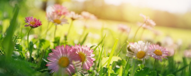 春天感悟的句子精选(春天的句子总结)