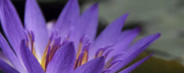 gu安于睡莲的花语和寓意(白睡莲的花语和寓意)