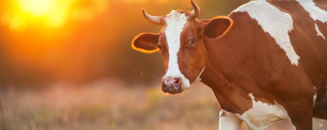 大公无私是指牛是吗(大公无私的私是什么意思?)