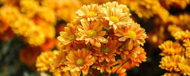 洋甘菊花语和寓意都有哪些(洋甘菊的寓意和象征)