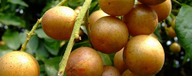 关于黄皮干的功效与作用禁忌(吃黄皮干的好处和坏处)