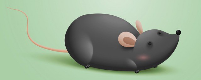 死老鼠臭味清除的方法