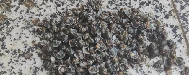 海螺丝如何清洗吐沙(怎样清洗海螺丝)