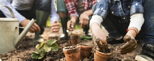 九层塔种植方法及注意事项(九层塔盆栽如何种植)