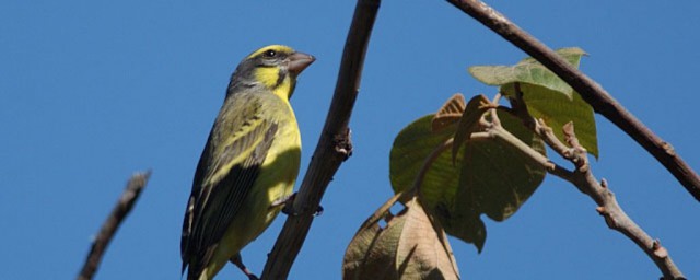 金丝鸟介绍(什么叫金丝鸟)