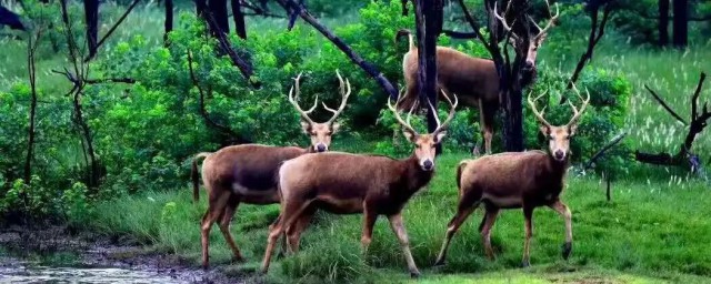 麋鹿的寓意是什么意思(麋鹿的寓意词语)
