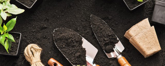 养刺梅花的禁忌事项有哪些(刺梅花适合在家养吗)