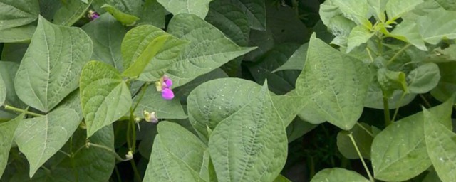 关于豆角叶的功效与作用(豆角叶有什么营养功效)